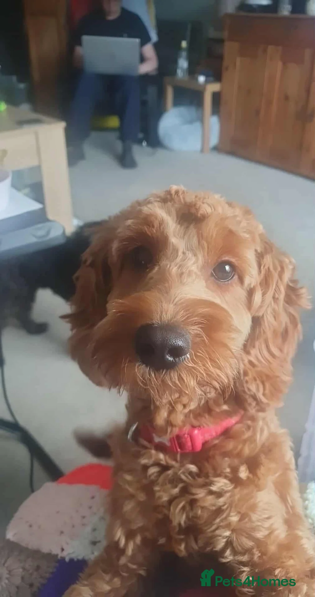 Cockapoo dogs for sale: Cockapoo  - Advert 2