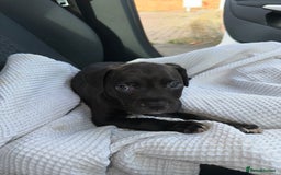 Mixed Breed dogs for sale: Cane corso x staff puppies  - Image 19