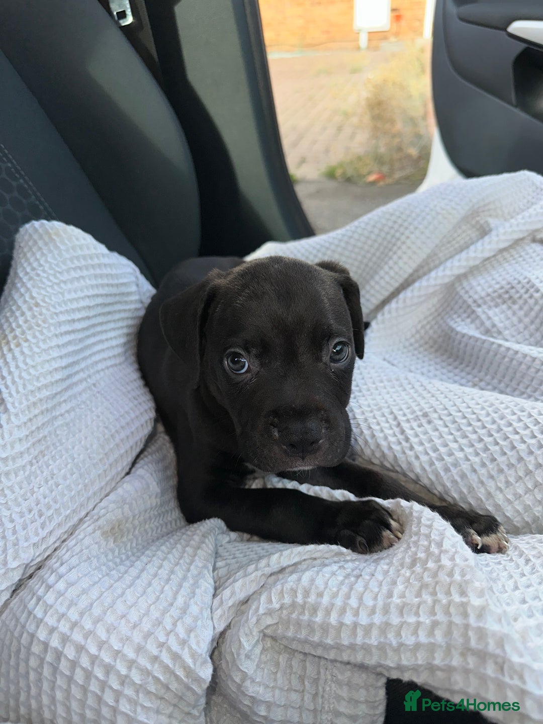 Mixed Breed dogs for sale: Cane corso x staff puppies  - Image 19