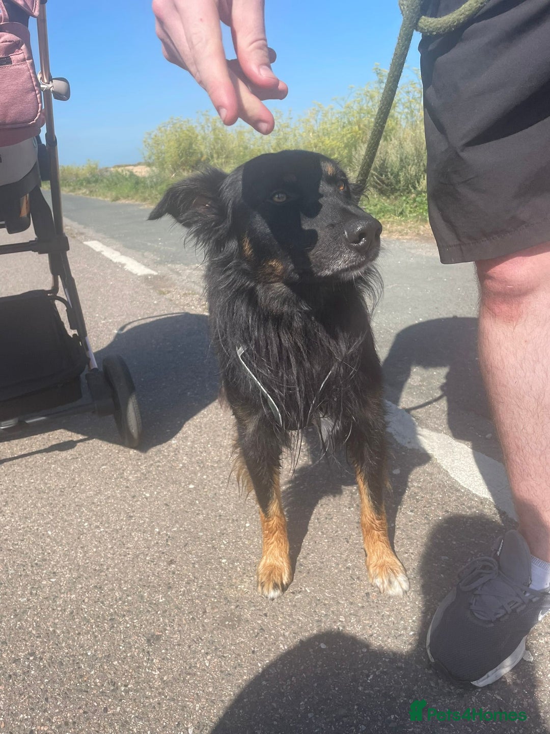 Mixed Breed dogs for sale: Draven is looking for a new home <3 - Advert 6