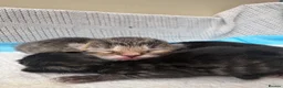 British Longhair cats for sale: Stunning Fluffy Tabby Longhaired  - Advert 16