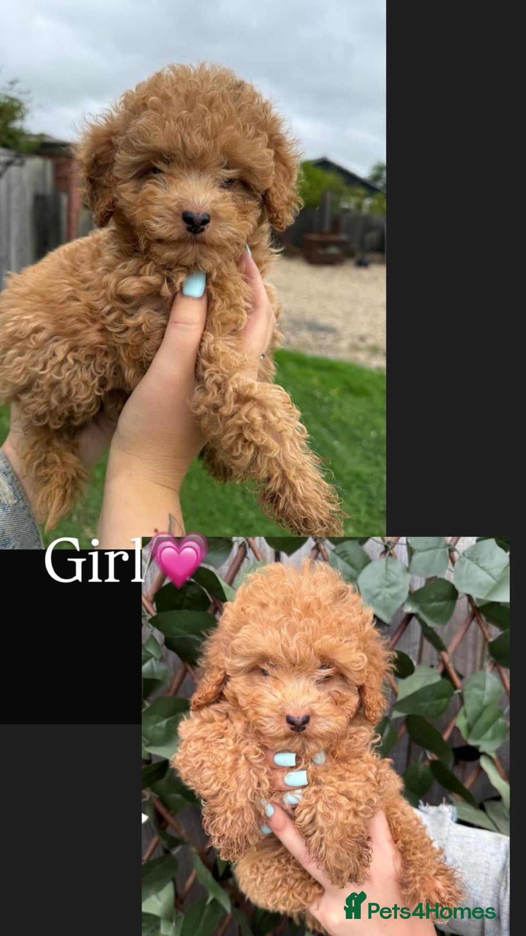 Cavapoo dogs for sale: Stunning cavapoo f1b puppies ready for new homes❤️ - Image 5