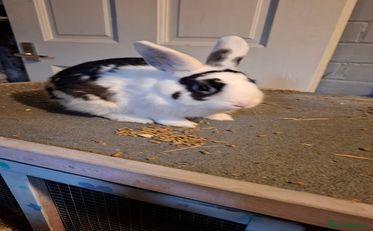 Mixed Breed rabbits - Advert 2