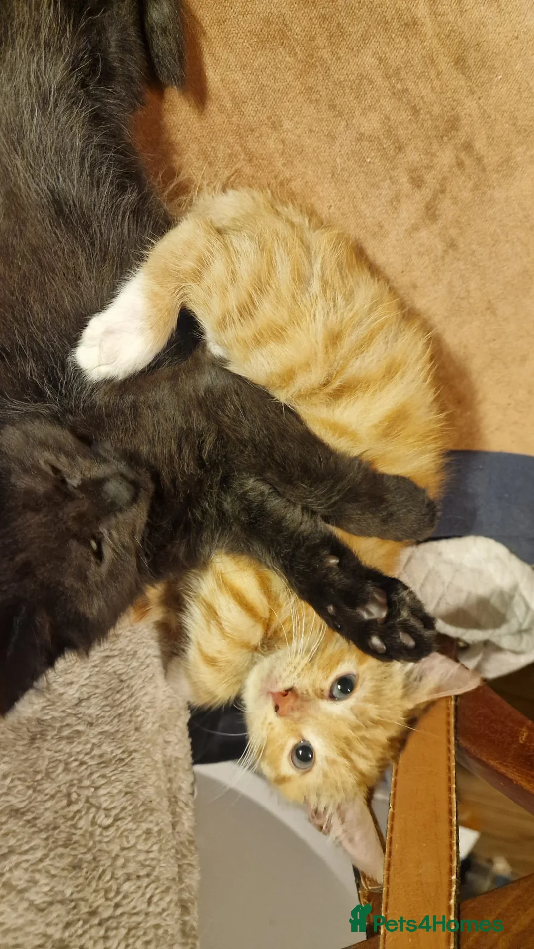 Mixed Breed cats for sale: Kittens for sale - Advert 2