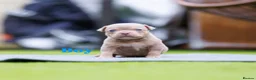 American Bully dogs for sale: Top Tier American Pocket Bullies for SALE!! - Advert 12