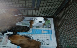 Boxer dogs for sale: Kc registered bob and tailed boxer puppies - Image 15