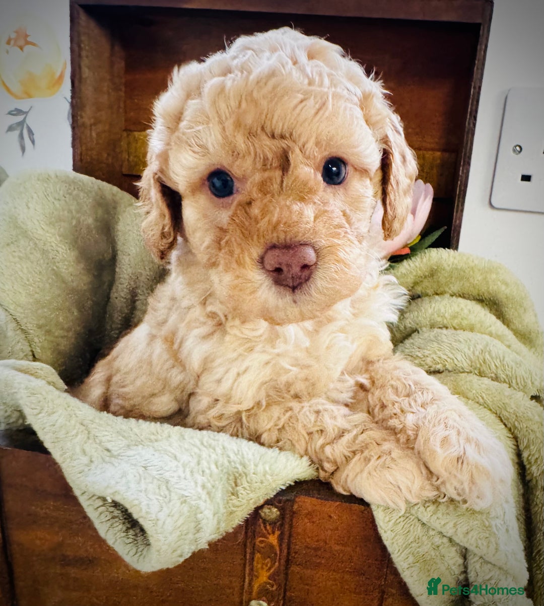Cavapoochon dogs for sale: F1b Cavapoochon  - Image 11