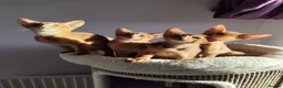 Abyssinian cats for sale: Beautiful Abyssinian Kittens 🐈 - Advert 3