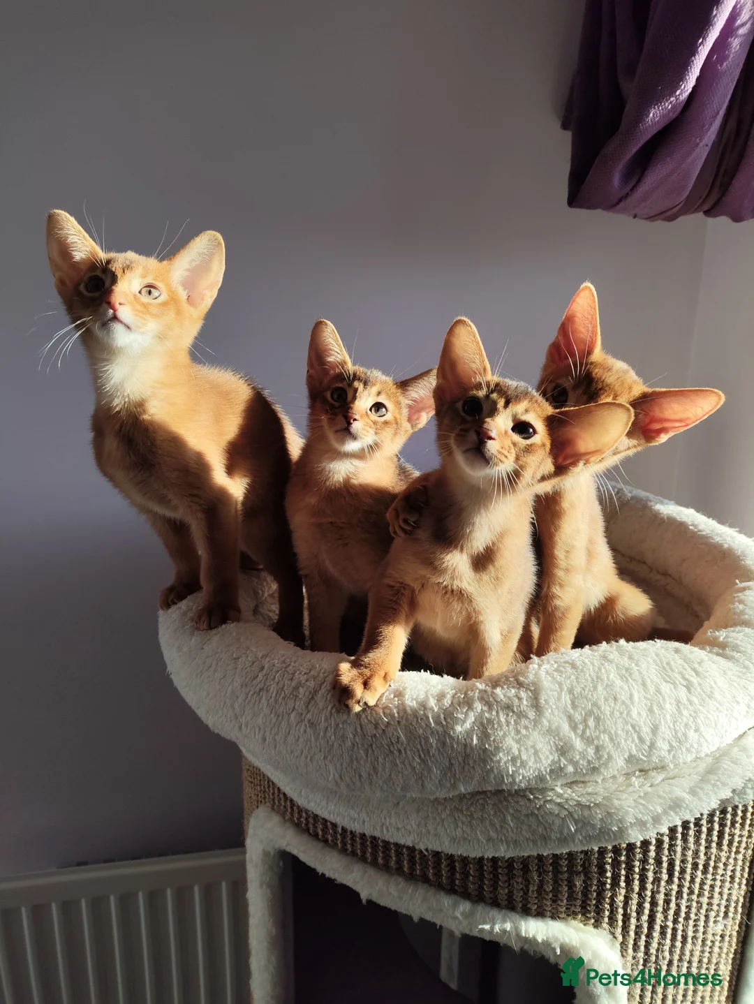 Abyssinian cats for sale: Beautiful Abyssinian Kittens 🐈 - Advert 3