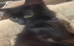 British Longhair cats for sale: 3 Kittens for sale - Image 4