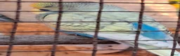 Mixed Breed birds for sale: Budgies for sale  - Advert 7