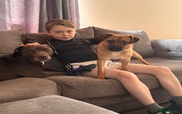 Jug dogs for sale: Reggie - Image 3