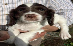 Sprocker dogs for sale: Beautiful Litter of Sprocker Spaniel Puppies - Image 7