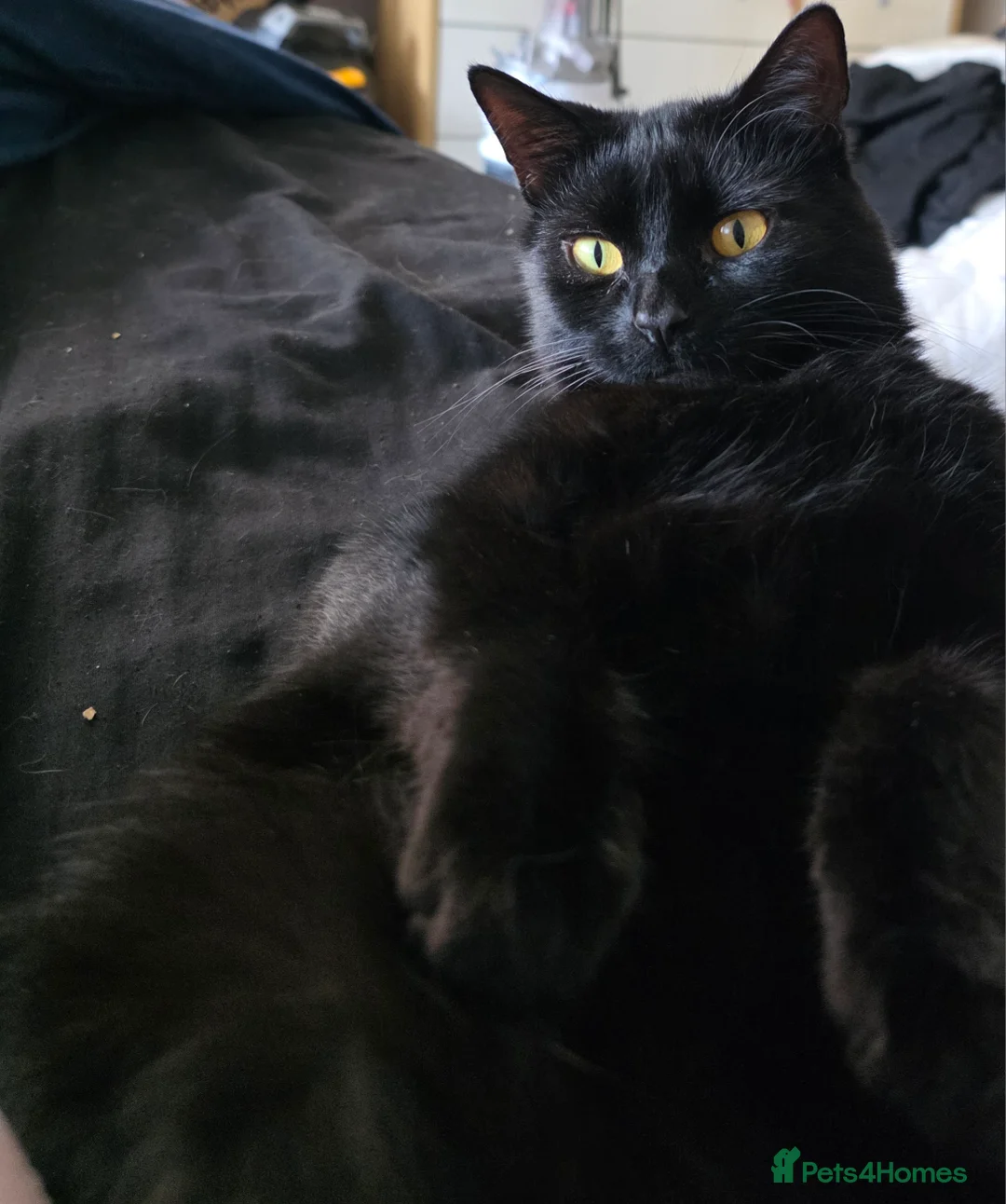 Mixed Breed cats for sale: Rehoming Ash and Gizmo  - Advert 7