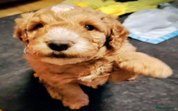 Cockapoo dogs for sale: F3 cockapoo  - Image 16