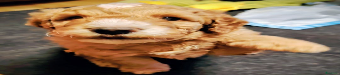 Cockapoo Puppy 3 winston