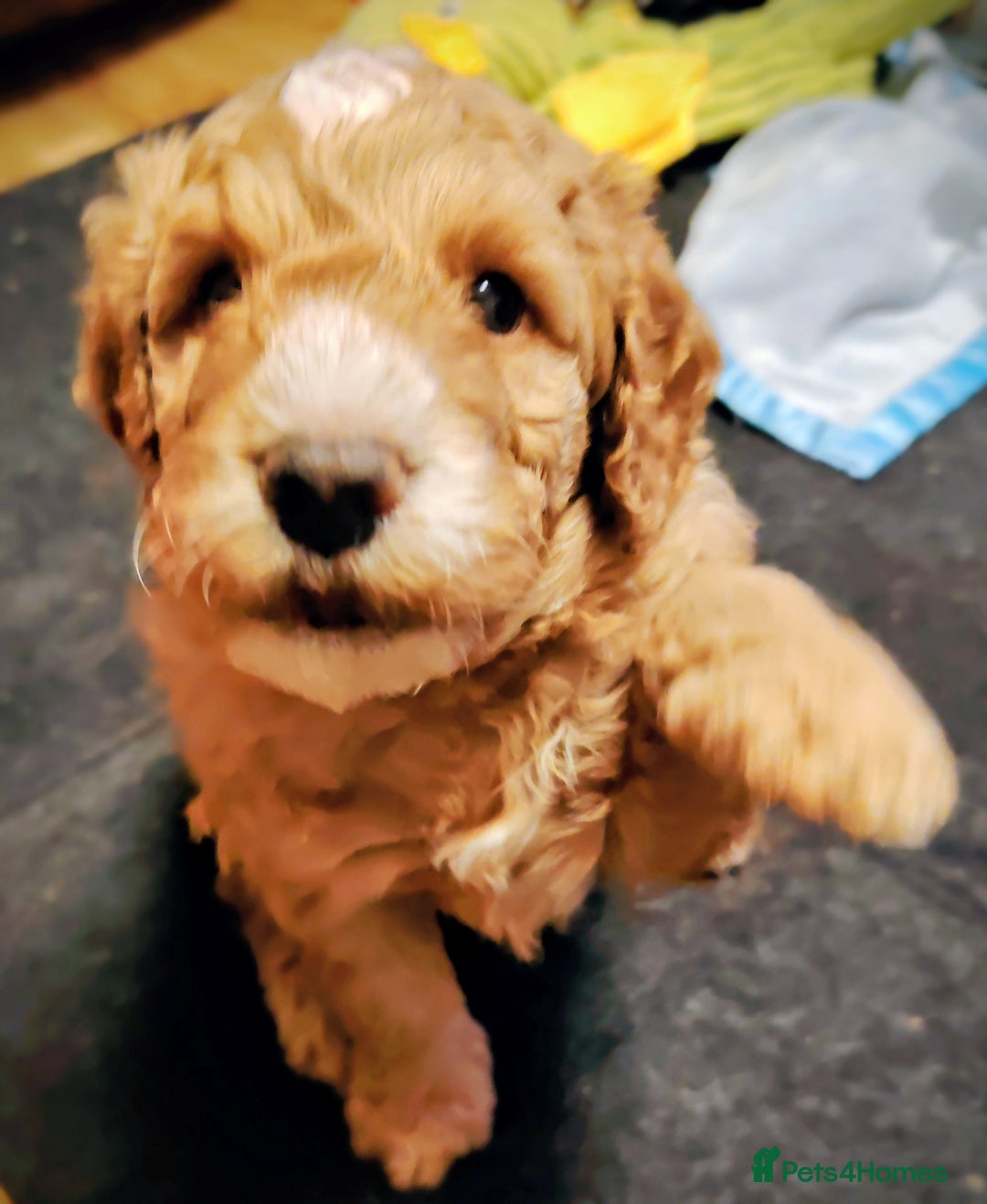 Cockapoo dogs for sale: F3 cockapoo  - Image 16