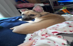 Mixed Breed dogs for sale: 15 weeks old - Image 1