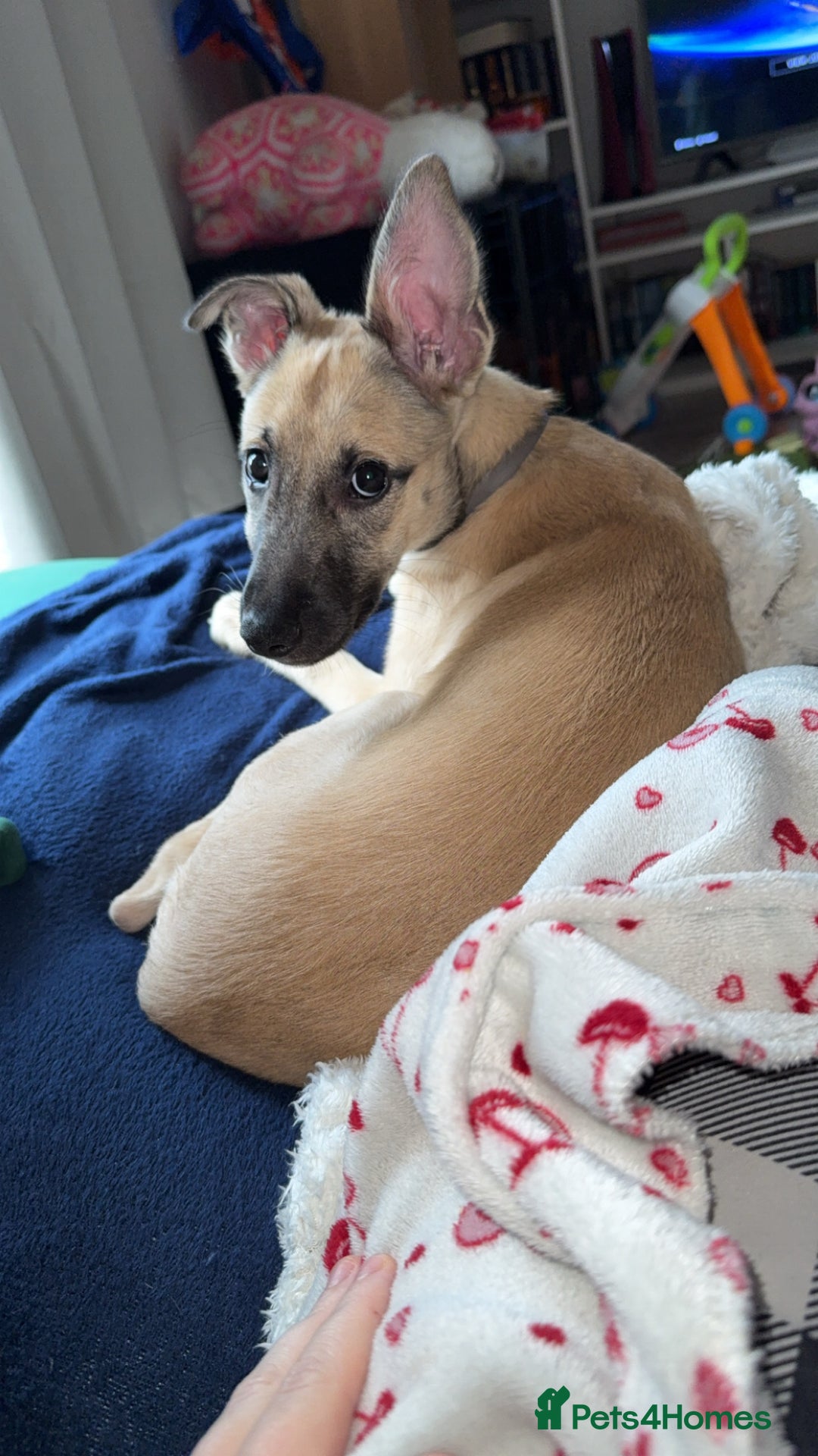 Mixed Breed dogs for sale: 15 weeks old - Image 1