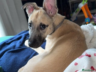 Mixed Breed dogs for sale - Advert 1