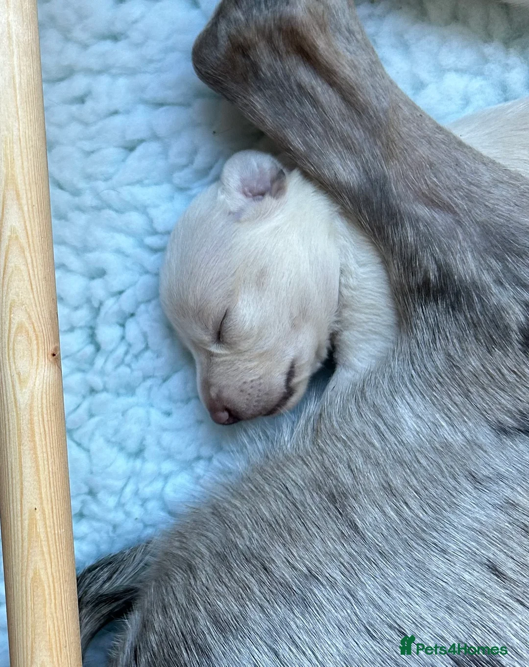 Whippet dogs for sale: Whippet lurcher pups - Advert 9