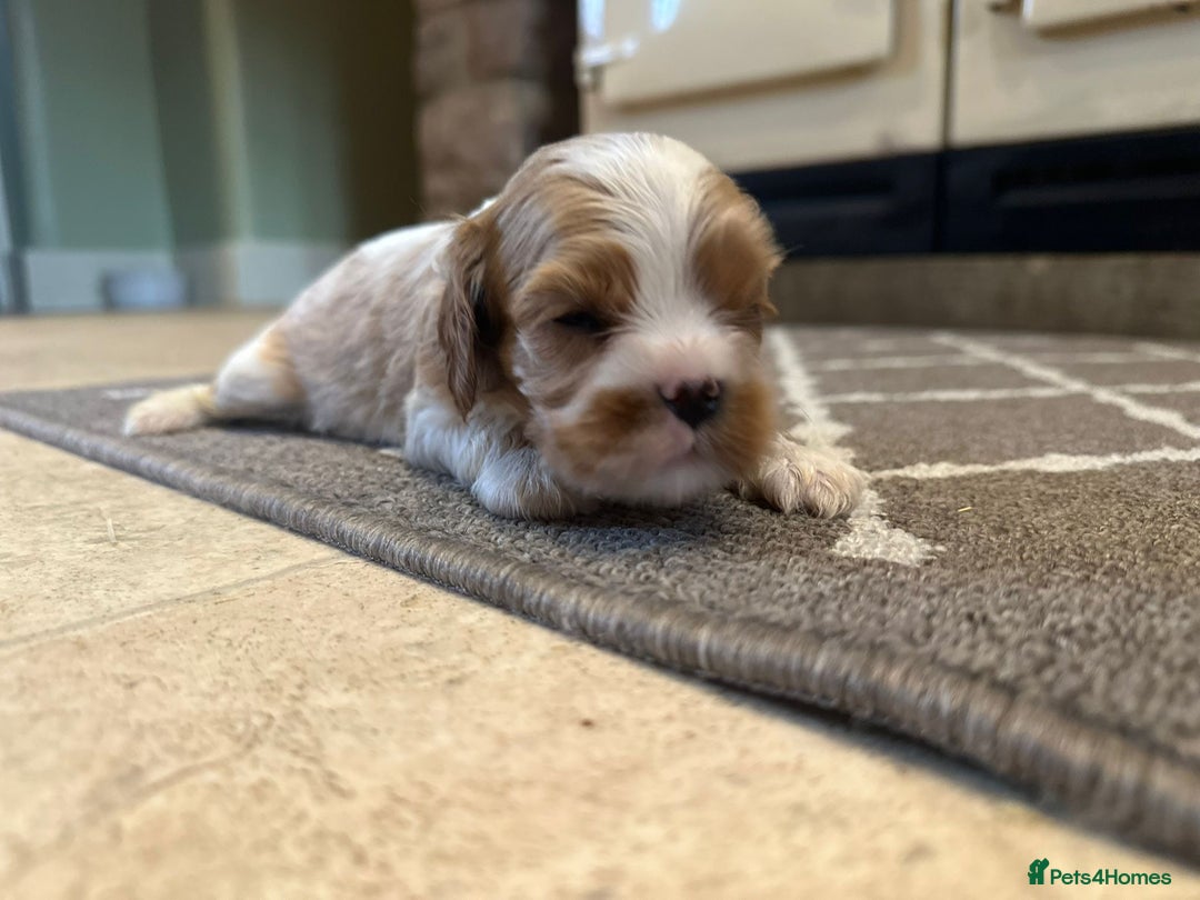 Cavalier King Charles Spaniel dogs for sale: Cavalier King Charles Pups - Advert 4