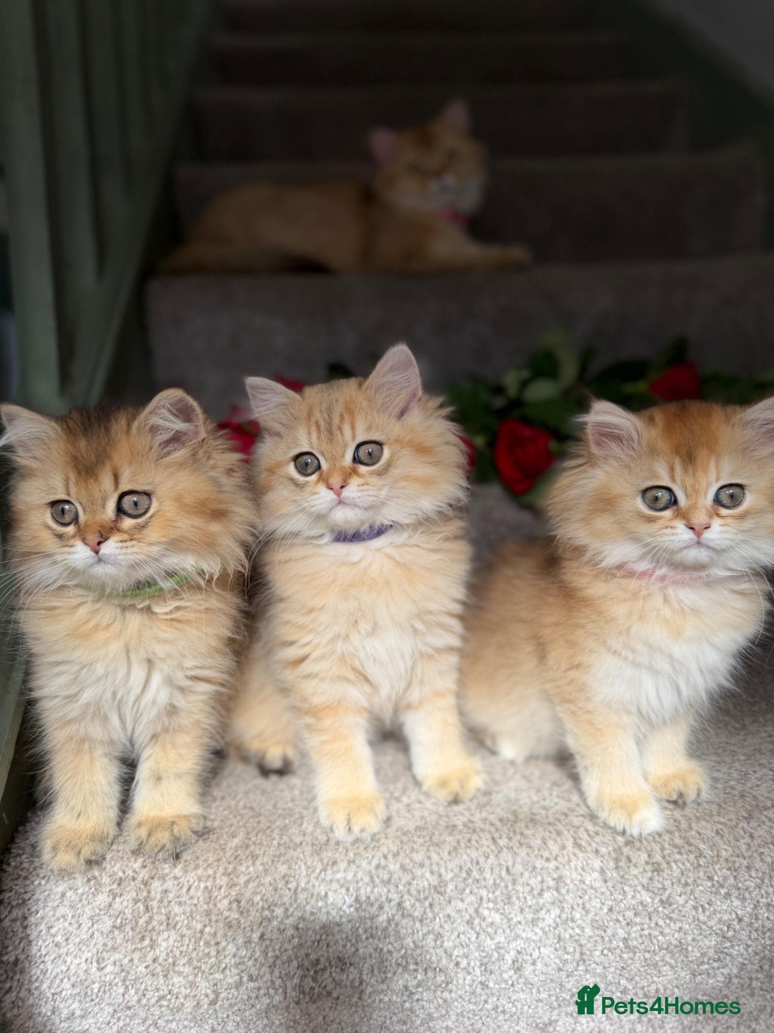 British Longhair cats BLH adorable golden kittens TICA - Advert 1