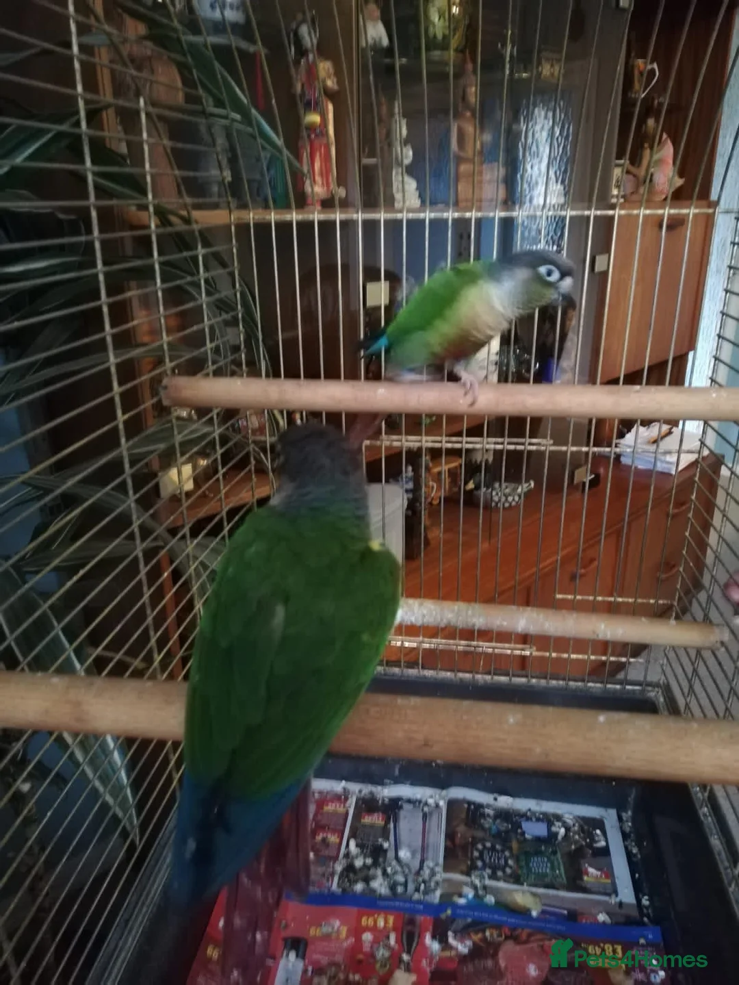 Conures birds for sale: Joey&Jenny 2 conures in Hull - Advert 1