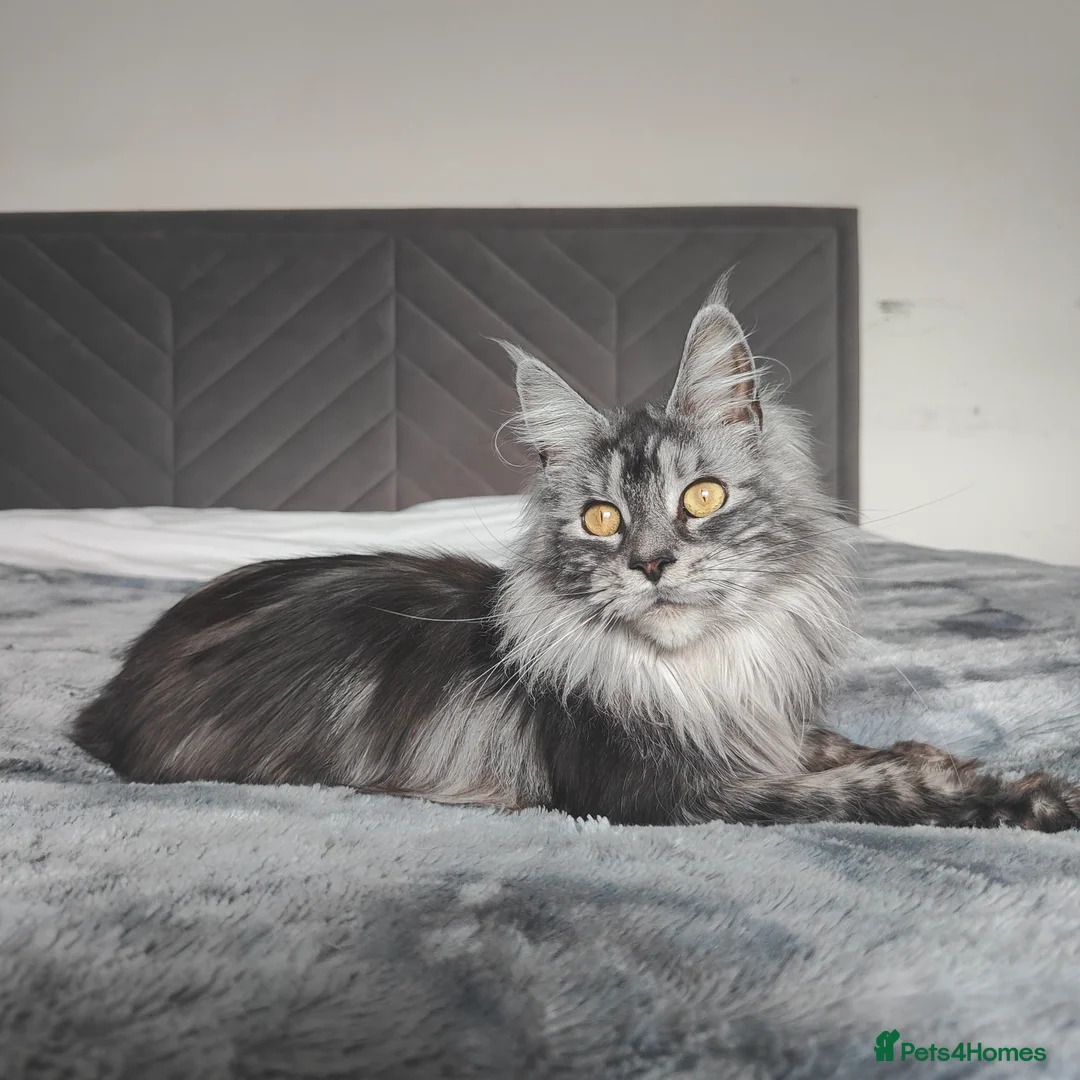 Maine Coon cats for sale: Polydactyly European Maine Coon  - Advert 1