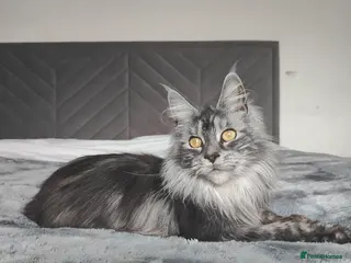 Maine Coon cats Polydactyly European Maine Coon - Advert 1