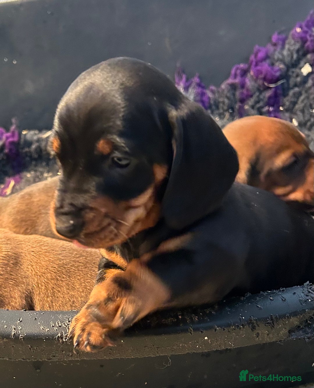 Dachshund dogs for stud: QUALITY KC REG STANDARD SMOOTH DACHSHUND  in Lancaster - Image 10