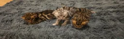 Bengal cats for sale: Full pedigree babies - Advert 7
