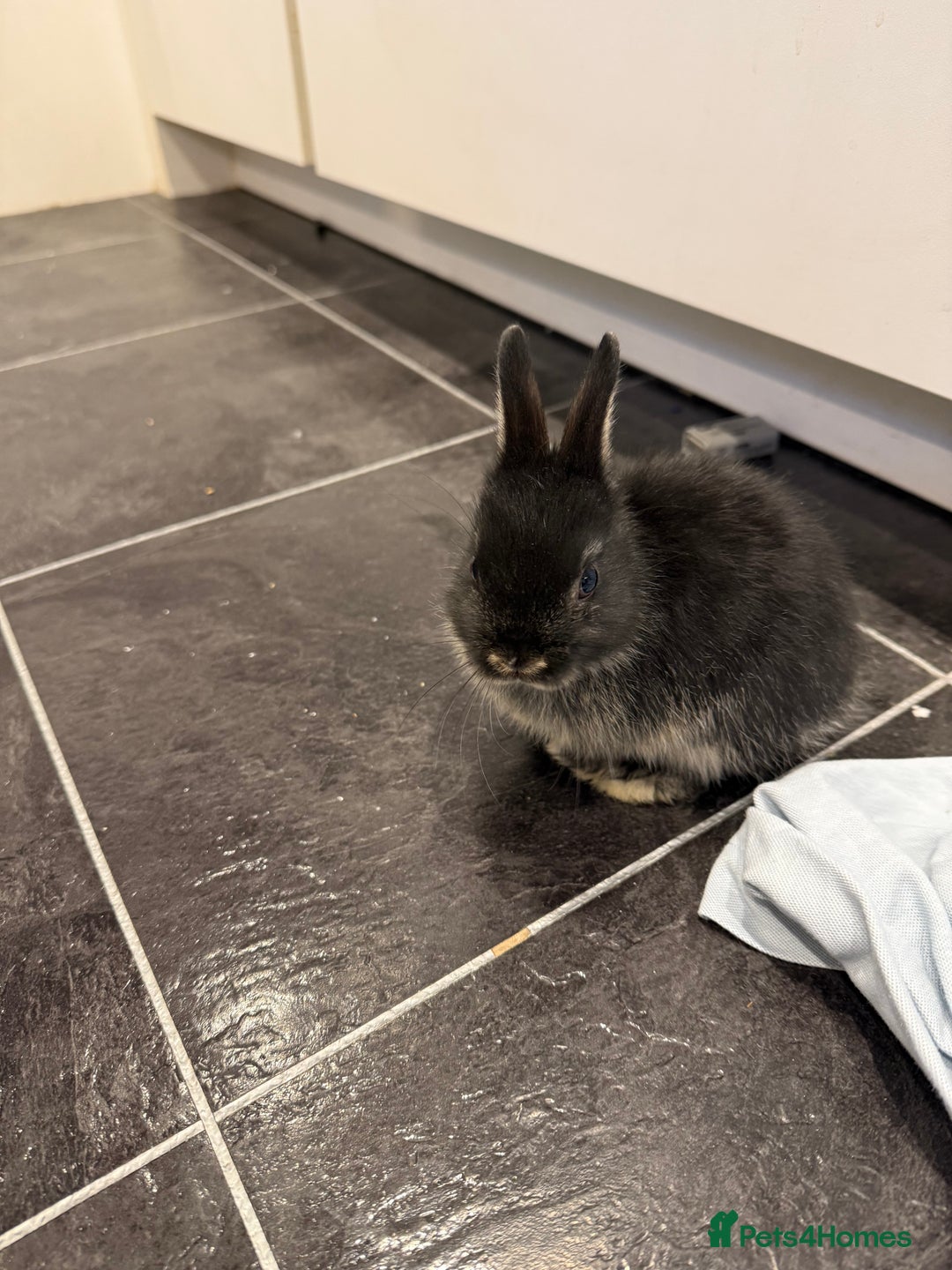 Netherland Dwarf rabbits for sale: Netherland Dwarf Rabbits  - Advert 8