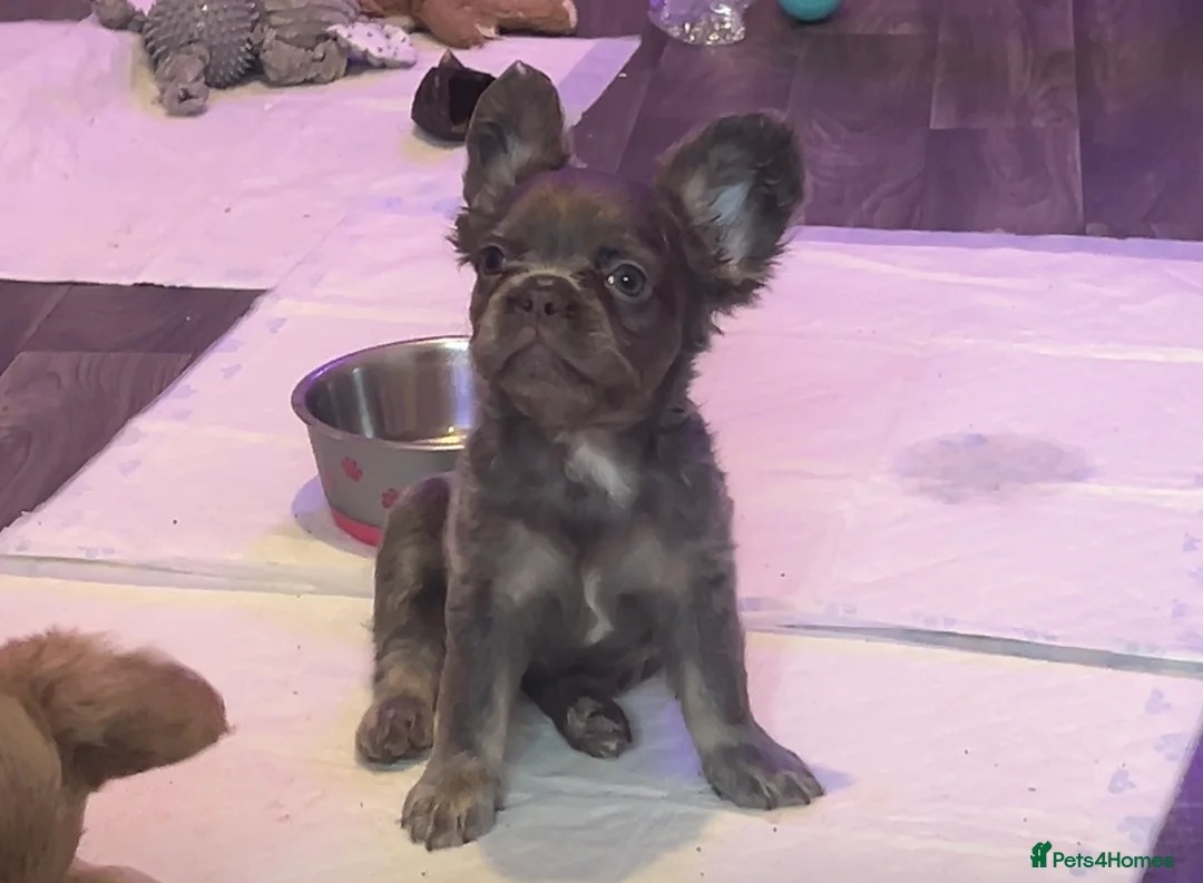 French Bulldog dogs for sale: BEAUTIFUL FRENCH BULLDOG BABIES!  - Advert 3