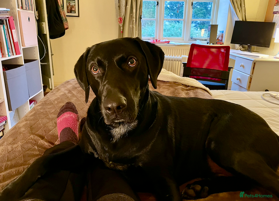 Mixed Breed dogs Jasper - Advert 5