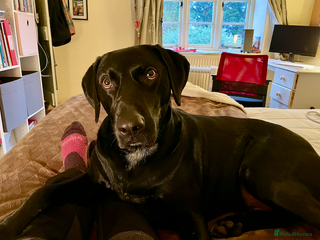 Mixed Breed dogs Jasper - Advert 1