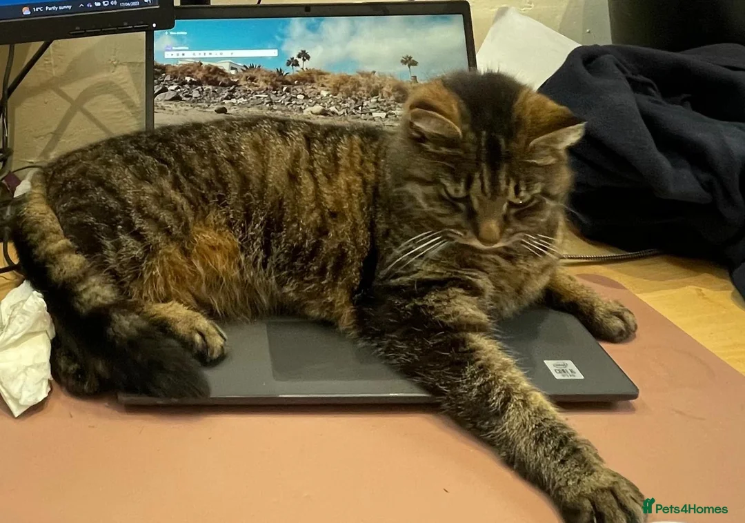 Mixed Breed cats for sale: New home needed - Advert 1