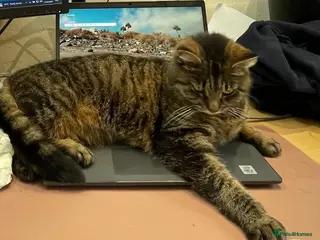 Mixed Breed cats New home needed - Advert 1