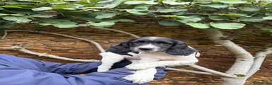 English Springer Spaniel 3