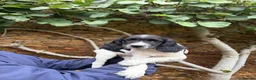 English Springer Spaniel dogs for sale: Springer Spaniel Puppies For Sale  - Advert 6