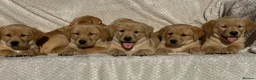 Labrador Retriever dogs for sale: Beautiful litter of KC reg Labrador puppies  - Advert 23