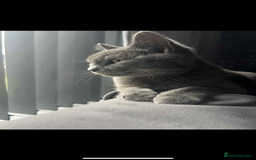 British Shorthair cats for sale: Beautiful brittish shorthair  - Image 2