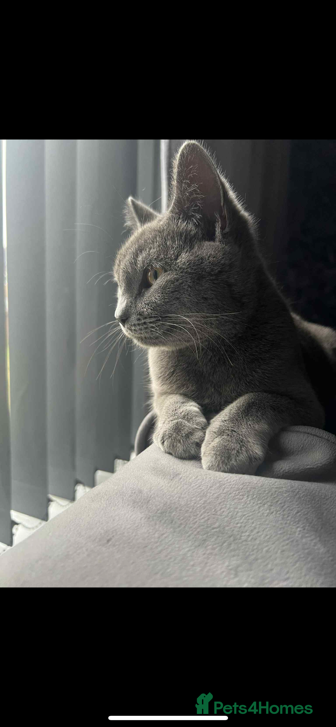 British Shorthair cats for sale: Beautiful brittish shorthair  - Image 2