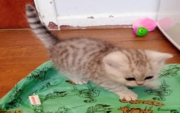 Persian cats for sale: Persian Cross - Ready 12th November  - Image 8