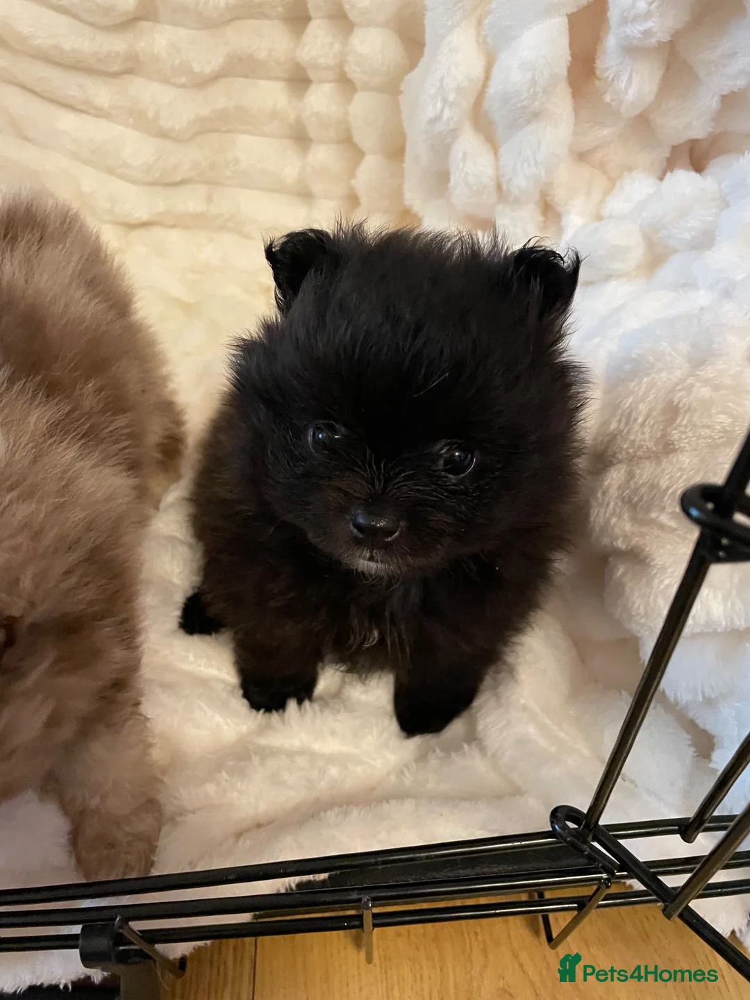 Pomchi dogs for sale: Beautiful little Pomeranian girl  - Advert 2