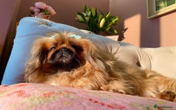 Pekingese dogs for sale: Stunning Quality Pekingese puppies Ready Now  - Image 9