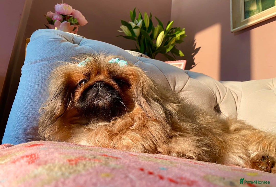 Pekingese dogs for sale: Stunning Quality Pekingese puppies Ready Now  - Image 9