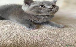 British Shorthair cats for sale: Last Chunky Boy ready to go✨ - Image 8