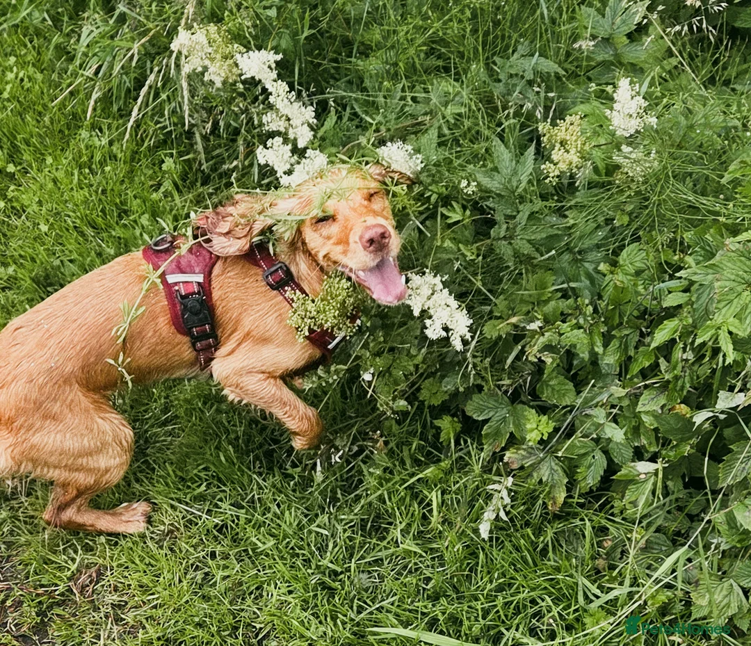 Cocker Spaniel dogs for sale: 3yr old cocker spaniel bitch for sale - Advert 2