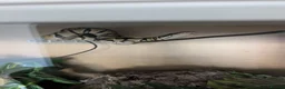 Python Snake reptiles for sale: Pastel royal python  - Advert 5